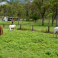 1721-1727 Waterford Tamborine Road, Logan Village, QLD 4207 AUS