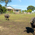 646 Kerry Road, Kerry, QLD 4285 AUS