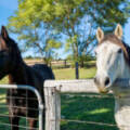 646 Kerry Road, Kerry, QLD 4285 AUS